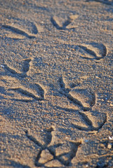 Gull tracks in the sand