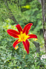 Fototapete bei efototapeten.de bestellen   