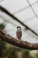 finch standing on a branch