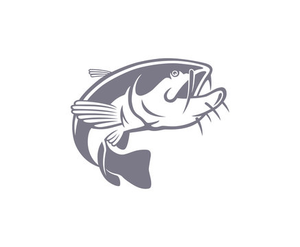 fish catfish