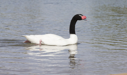 One black-necked swan swim on a pond in sunlight