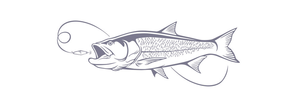 fish aspius