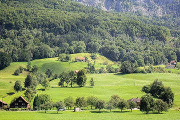 Pasture landscape in Swiss Alps region