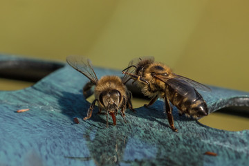 zwei bienen
