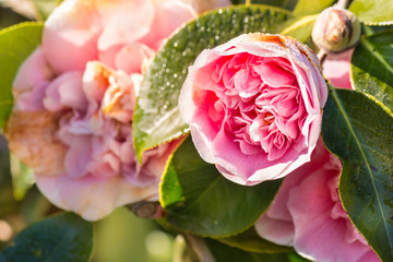 pink camellia buds and flowers with raindrops