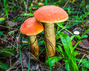 Cute penny bun mushroom is growing in the grass. The beautiful small brown cap of a cep is in the focus. It is vegetarian diet food. The mushroom grows in Ukrainian Carpathian Mountains in the forest.