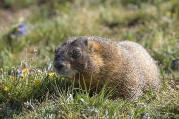 Marmot, Rocky Mountain National Park, Colorado, USA