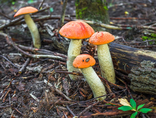 Mushroom family in autumn forest scene. Mushrooms in autumn forrest. Mushroom in autumn forest close up