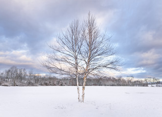 Birch Tree in Snow Covered Field