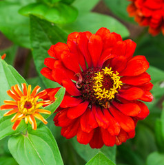 The flower сynicism red color in the garden. Blossoming red cynicism close-up.