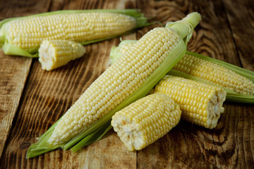 The young cobs of fresh yellow corn.