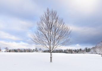 Single Tree in Snowy Field with Dramatic Clouds.