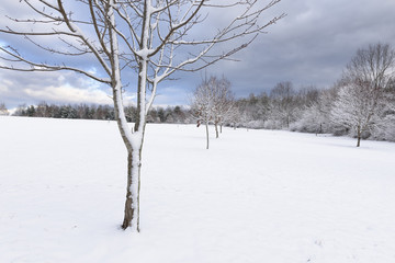 Tree Covered in Snow in Park on Snowy Morning
