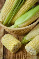 The young cobs of fresh yellow corn.