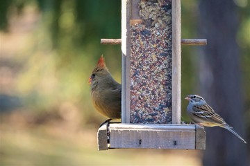 A pair of female cardinal bird and house sparrow bird perching on the wooden feeder enjoy eating and watching on the blurry garden background, Autumn in GA USA.