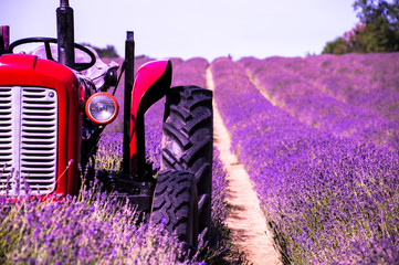 Lavender Farm in South London with a red tractor for contrast colour