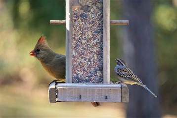 A pair of female cardinal bird and house sparrow bird perching on the wooden feeder enjoy eating and watching on the blurry garden background, Autumn in GA USA.
