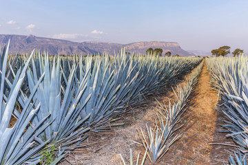 Fototapeta premium Tequila agave Landscape