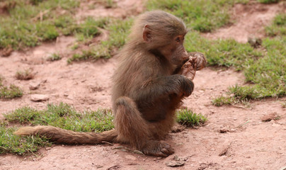 Hamadryas Baboon animal