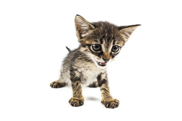 Tabby kitten looking embarrassedly to the camera, white background with blank