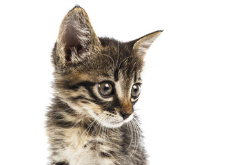 Grey eyed tabby kitten looking to right side, white background with blank