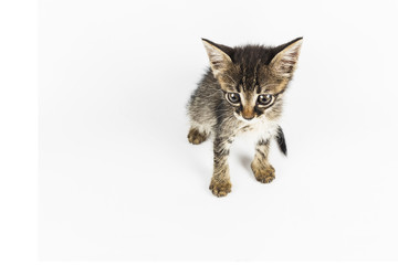 Aerial view of grey eyed tabby kitten looking to left side, white background with blank