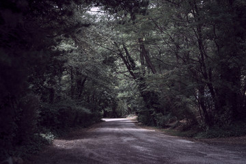 Arboles