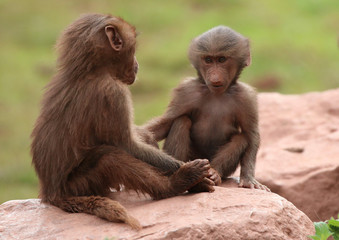 Hamadryas Baboon animal