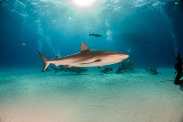 Fototapeta premium Caribbean reef shark at the Bahamas
