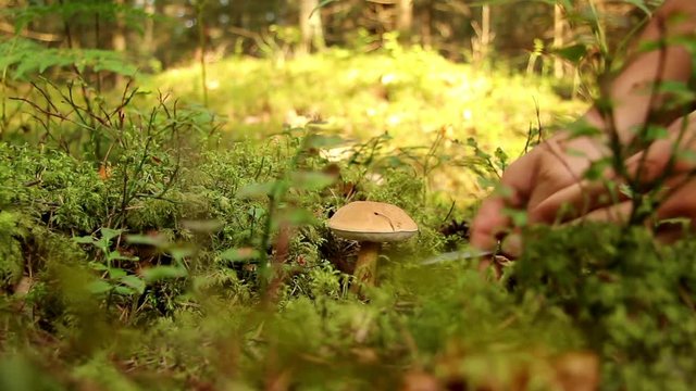 The Mushrooms Pickers knife cuts mushroom in the forest