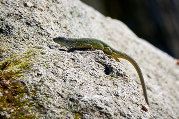 Naklejka na ściany i meble European green lizard (Lacerta viridis) climbing rock
