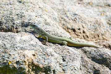 European green lizard (Lacerta viridis) climbing rock
