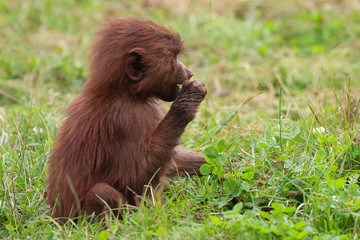 Hamadryas Baboon animal