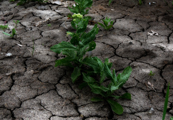 Clods of dry ground with growing germs close up 
