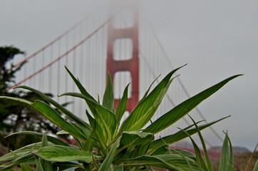 Echium and Golden Gate Bridge