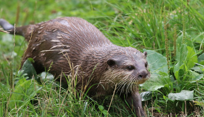 Otter running along the ground