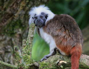 Cotton Top Tamarin
