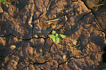 Pflanze in der Trockenheit, Sommer 2018