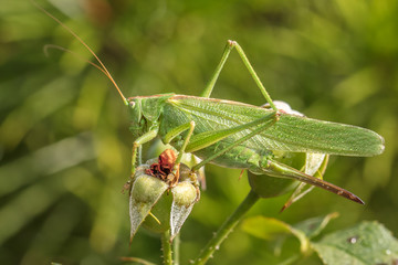 heupferdchen