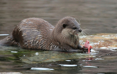 Otter feeding on fish