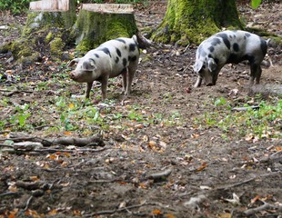 Bentheimer Schwein isst Apfel,tier, bulle, bauernhof, kuh, säugetier, gras, ackerbau, natur, wild,...