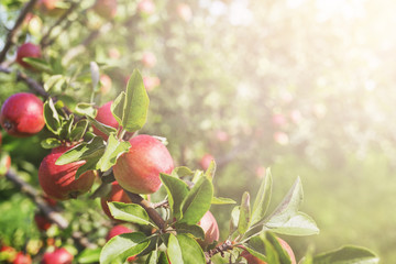 Ripe apples on branches in orchard. Harvest concept.