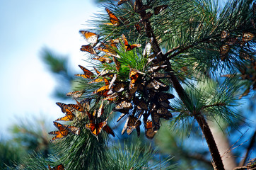 A cluster of Monarch Butterflies in Pine Tree, Pacific Grove Monarch Sanctuary, California 