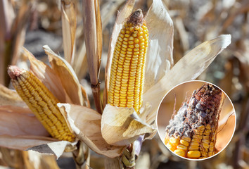 Immature, diseased and moldy corn cob on the field, close-up. Collect corn crop.