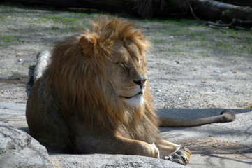 Lion