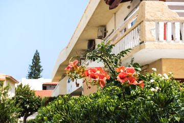 Fototapeta na wymiar Orange flowers with yellow houses in the background, Greece