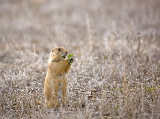 Prairie Dog in Grassland