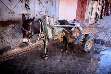 Resting donkey with a cart on a narrow medina street in Marrakech, Morocco.