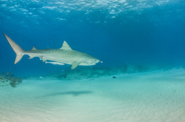Fototapeta premium Tiger shark at Tigerbeach, Bahamas