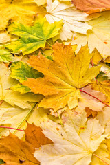 Orange maple leaf on fallen autumn foliage